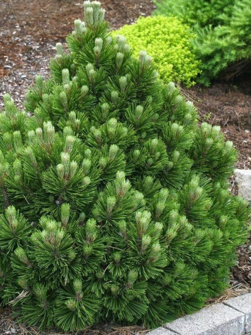 Порно жабайы